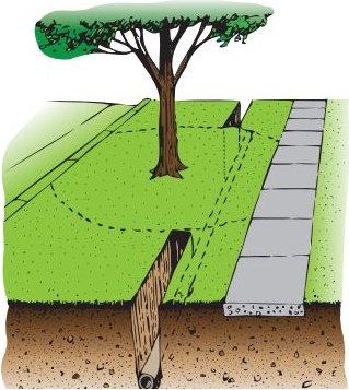 tree roots underground diagram